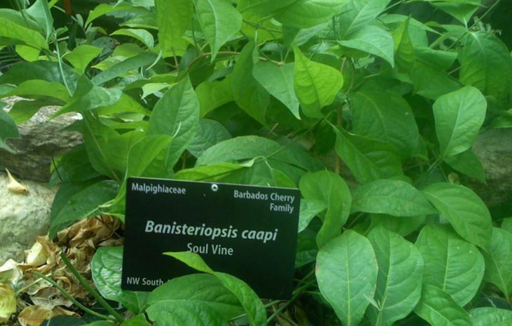 Banisteriopsis cappi 